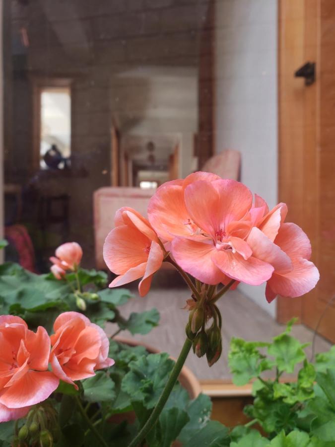 ホテル Casa Carmen San Cristóbal de Las Casas エクステリア 写真